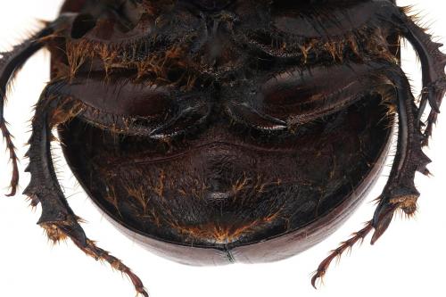 Bolbaffer bremeri